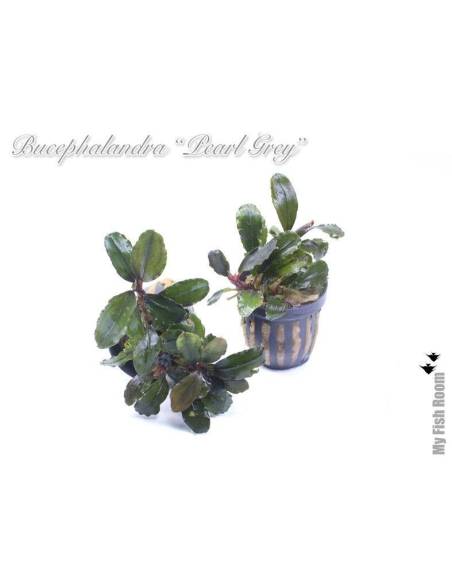 Bucephalandra "Pearl Grey"