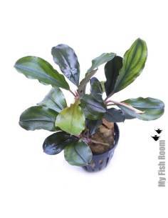 Bucephalandra "Dark Blue"