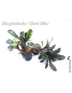 Bucephalandra "Dark Blue" 2