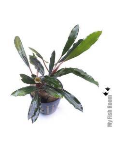 Bucephalandra "Kapuas hulu"