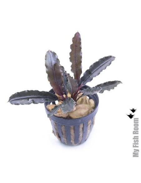 Bucephalandra "Alamanda Blue" V6