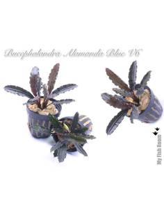 Bucephalandra "Alamanda Blue" V6 2
