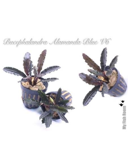 Bucephalandra "Alamanda Blue" V6