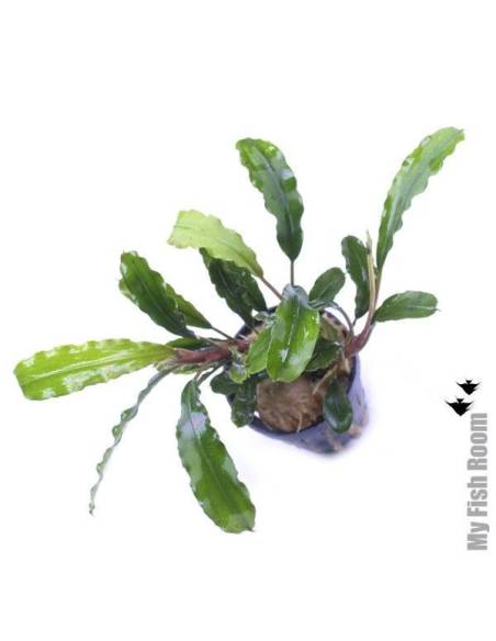 Bucephalandra "Antyovani"