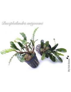 Bucephalandra "Antyovani" 2