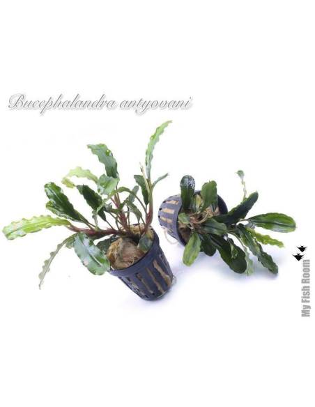 Bucephalandra "Antyovani"