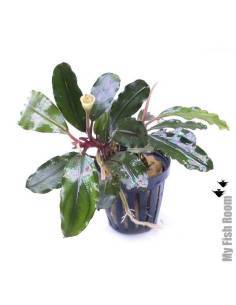 Bucephalandra "Centipede"