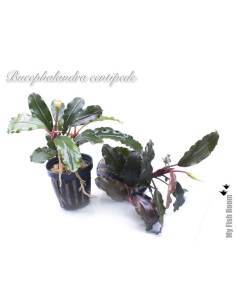 Bucephalandra "Centipede" 2