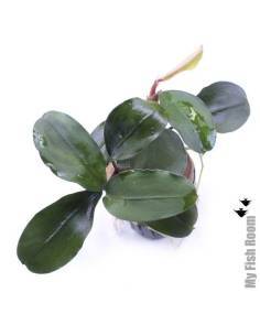 Bucephalandra "Balloon"
