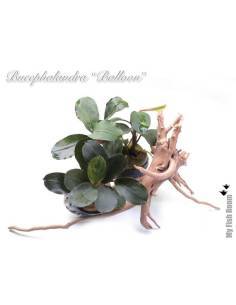 Bucephalandra "Balloon" 2