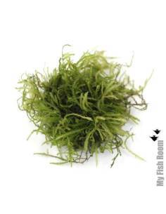 Vesicularia anchori