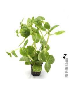 Limnophila rugosa