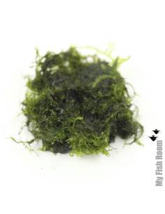 Fissidens fontanus