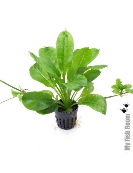 Echinodorus parviflorus