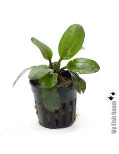 Echinodorus hadi red pearl