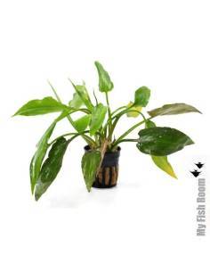 Cryptocoryne pontederifolia