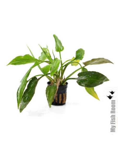 Cryptocoryne pontederifolia