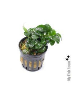 Anubias nana petit