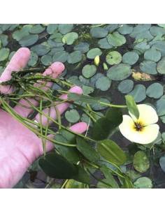 Hydrocharis morsus ranae