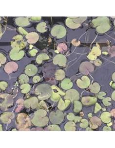 Hydrocharis morsus ranae 2