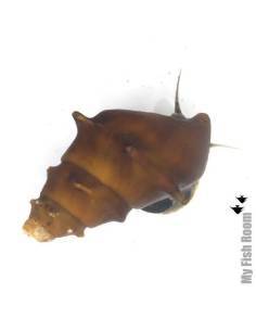 Brotia pagodula