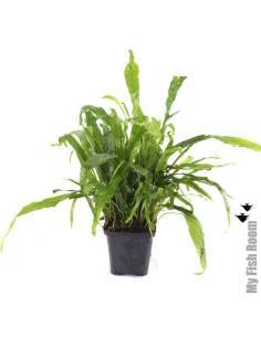 Microsorum Pteropus "XL" planta madre