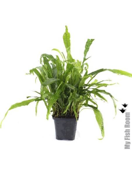 Microsorum Pteropus "XL" planta madre