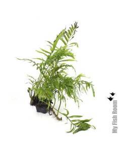 Bolbitis heudelotii "XL" planta madre