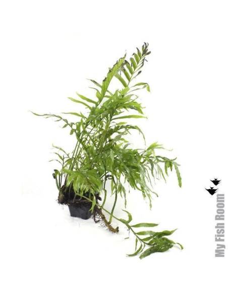 Bolbitis heudelotii "XL" planta madre