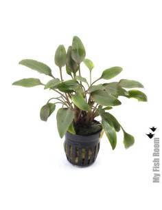 Cryptocoryne wendtii red