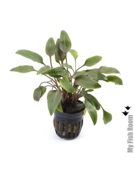 Cryptocoryne wendtii red