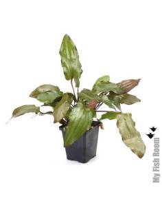 Echinodorus Red Devil  "XL" planta madre