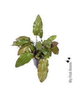 Echinodorus Red Devil  "XL" planta madre 2