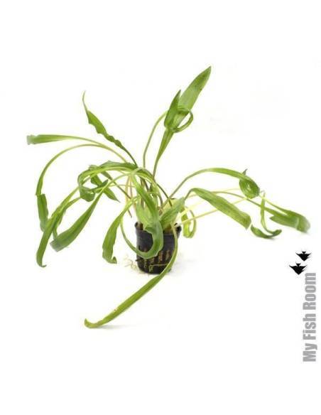 Cryptocoryne albida