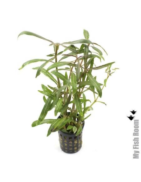 Hygrophila  araguaia