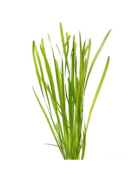 Vallisneria spiralis