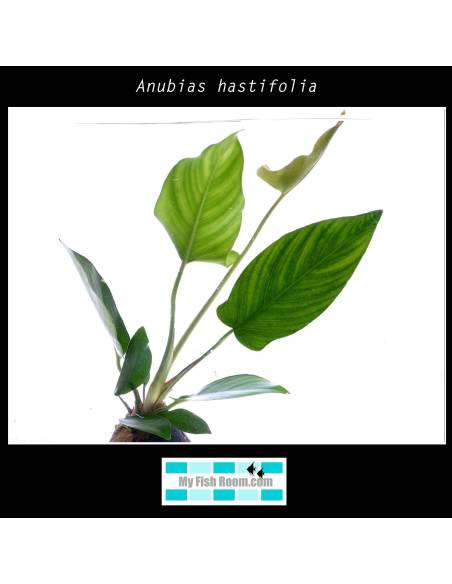 Anubias hastifolia