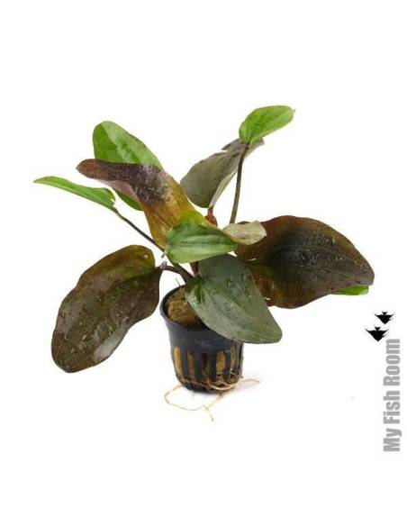 Echinodorus sp. Flame