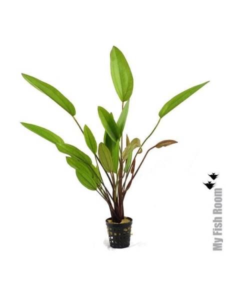 Echinodorus muricatus "red"