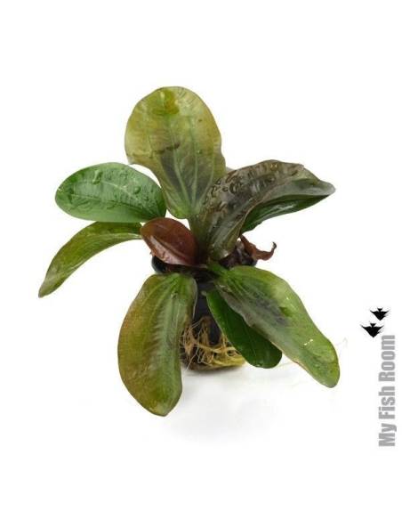 Echinodorus harbich "red"