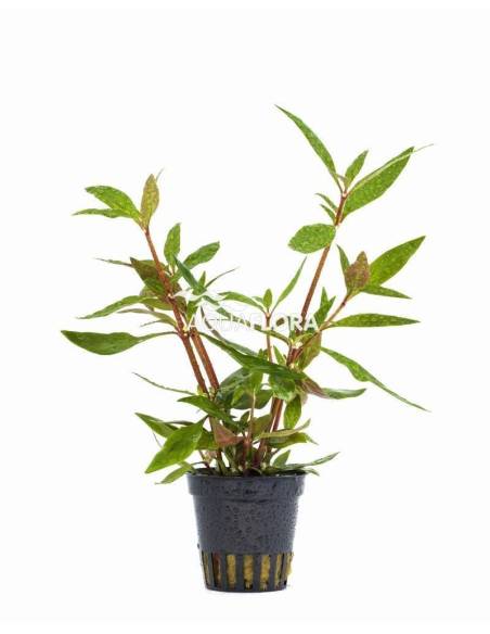 Alternanthera reineckii 'Mini' - Aquaflora