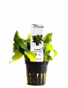 Anubias barteri var. nana 'Golden' - Aquaflora