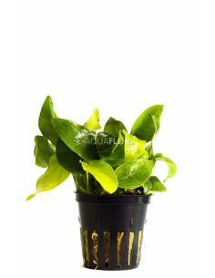 Anubias barteri var. nana 'Golden' - Aquaflora 2