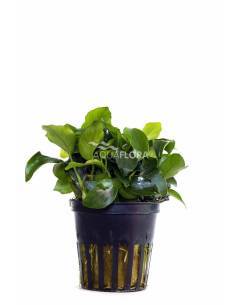 Anubias barteri var. nana 'Mini' - Aquaflora 2
