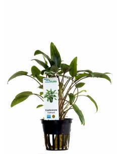 Cryptocoryne moehlmannii - Aquaflora