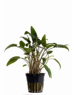 Cryptocoryne moehlmannii - Aquaflora 2