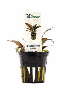 Cryptocoryne petchii 'Pink' - Aquaflora