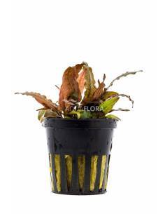 Cryptocoryne petchii 'Pink' - Aquaflora 2