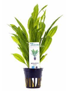Echinodorus grisebachii 'Bleherae' - Aquaflora