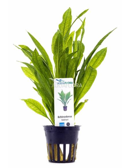 Echinodorus grisebachii 'Bleherae' - Aquaflora